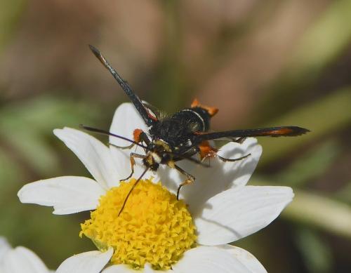 Réf. 231 966 : Pyropteron chrysidiformis